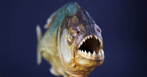 giant piranha extinct|Megapiranha: Facts and Figures .